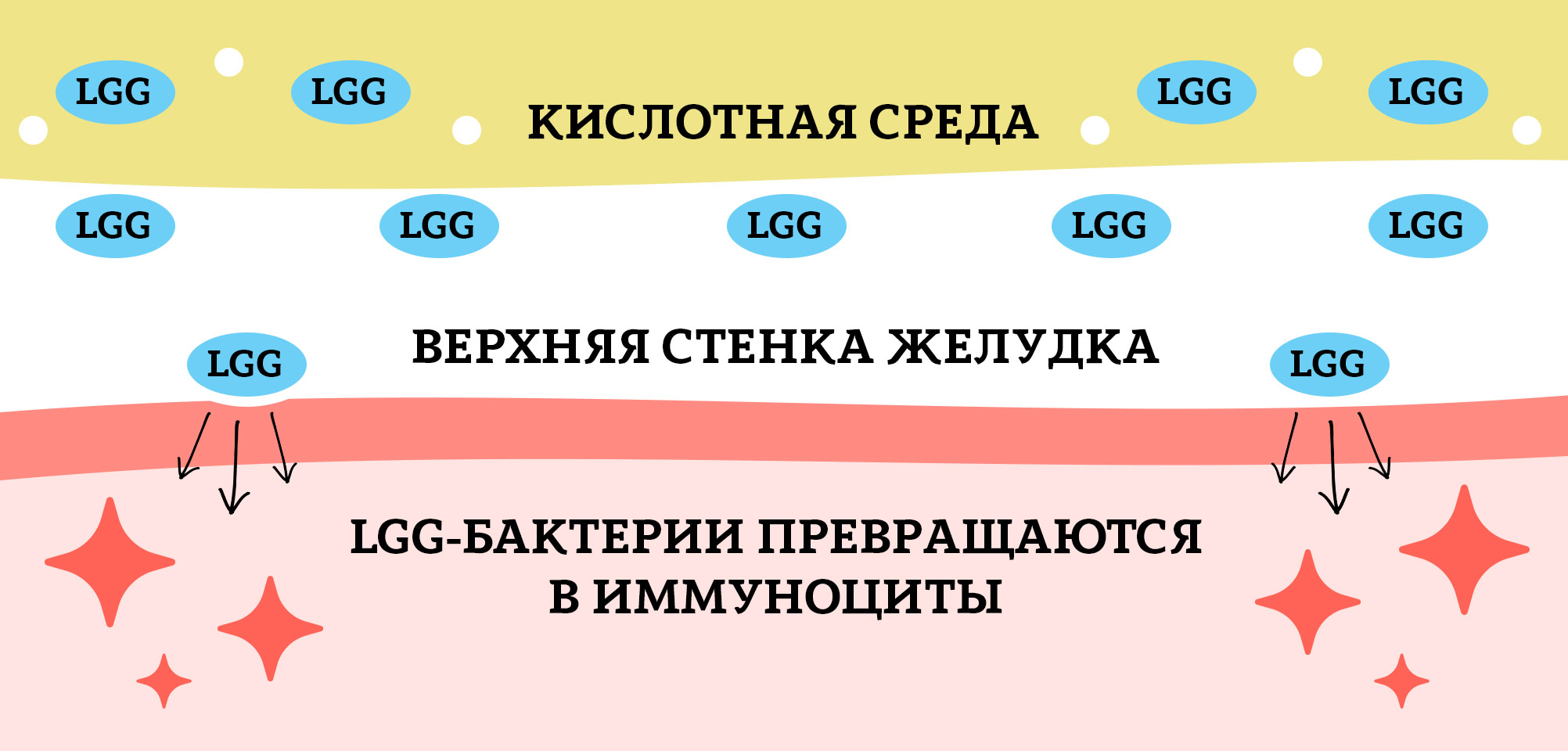 лактобактерии lgg предупреждают рост «вредных» бактерий в пищеварительной системе